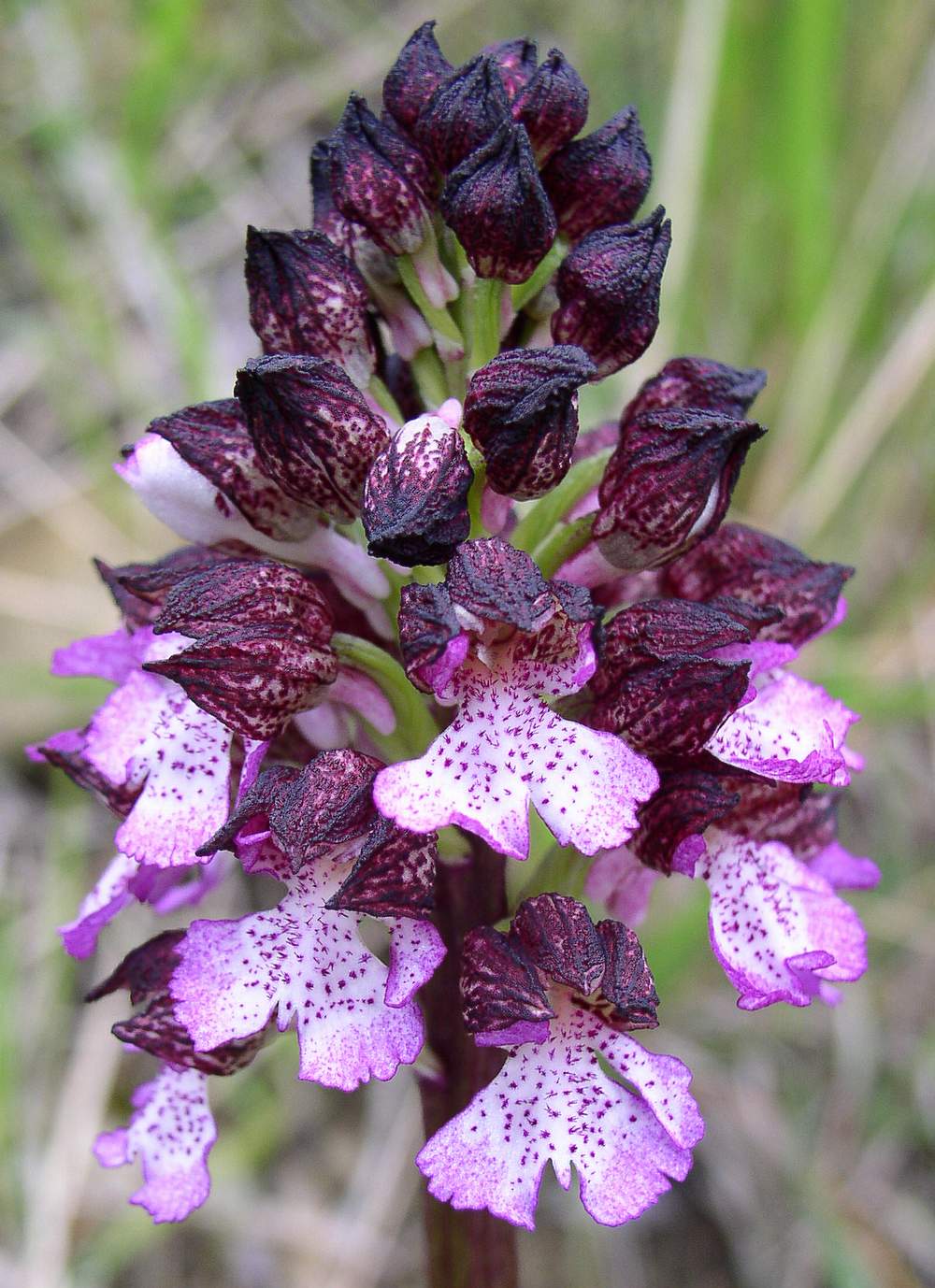 Orchis purpurea